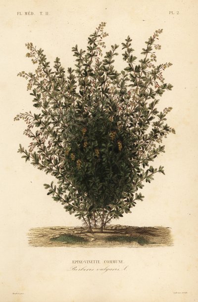 Dřišťál obecný, Berberis vulgaris, obec Epine-vinette od Unbekannt