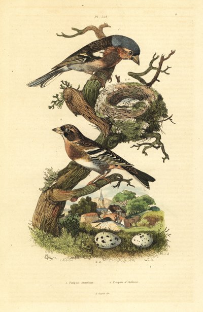 Pěnkava obecná, Fringilla coelebs, hnízdo a vejce a ostružiní, Fringilla montifringilla s vejci Pinson commun et Pinson d