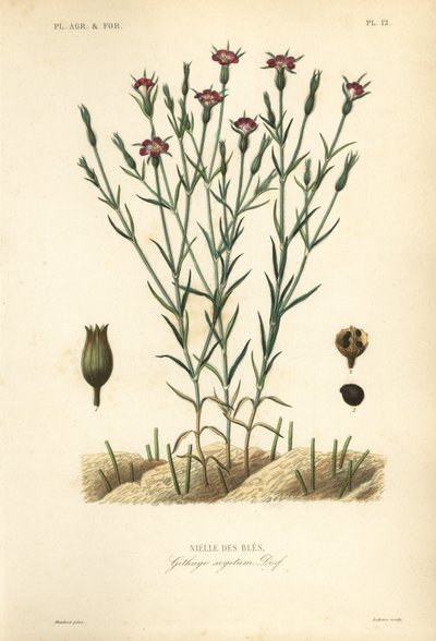 Kukuřičná mušle, Agrostemma githago, Githago segetum, Nielle des bles, ručně kolorovaná ocelorytina L od Unbekannt