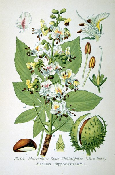 Jírovec obecný, 1893 od Unbekannt