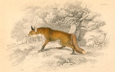 Liška obecná nebo červená Vulpes vulpes, 1828 od Unbekannt