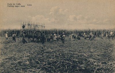 Cana Court - Řezání cukrové třtiny - Kuba, c1910 od Unbekannt