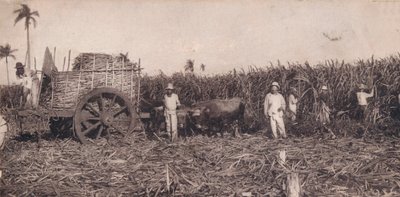 Corte de Canna. - Sbírání cukrové třtiny. Kuba, C1900 od Unbekannt