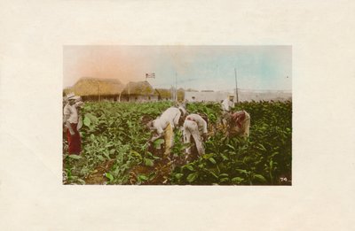 Cosecha de tabaco. - Tabacco Plantation., c1910 od Unbekannt