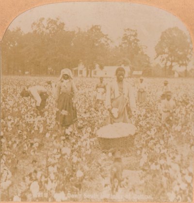 Sběr bavlny, c1900 od Unbekannt