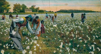 Cotton Picking, Augusta, Georgia, c1900 od Unbekannt