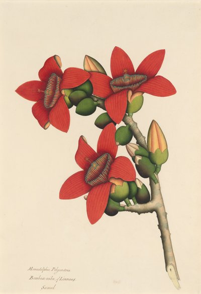 Cotton Tree Flowers, ca. 1800-1805. od Unbekannt