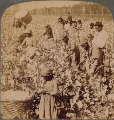 Bavlna je král - plantážní scéna se sběrači v práci. Gruzie, 1900 od Unbekannt