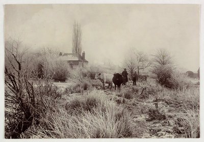 „Krávy v mrazivém poli“, verze 1890 od Unbekannt