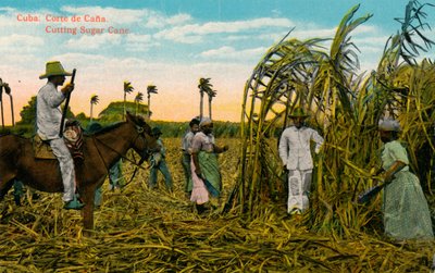 Cuba: Cut of Cana Cutting Sugar Cane, c1910 od Unbekannt