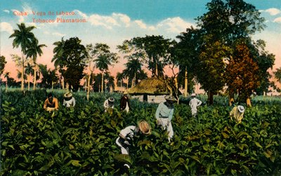 Kuba: Vega tabáku. Tobacco Plantation, c1900 od Unbekannt