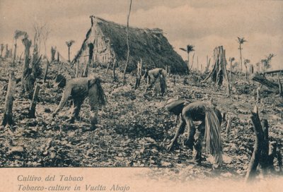 Pěstování tabáku. Tabáková kultura na Vuelta Abajo, c1900 od Unbekannt