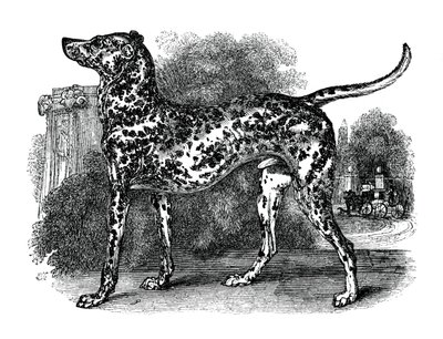 Dalmatský pes, 1848 od Unbekannt
