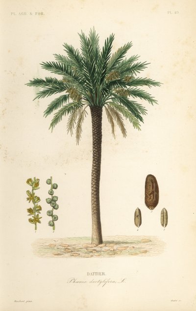 Datlovník, Phoenix dactylifera, Dattier od Unbekannt