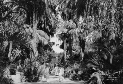 Datlové palmy, Palermo, Sicílie, Itálie, 20. až 30. léta 20. století od Unbekannt