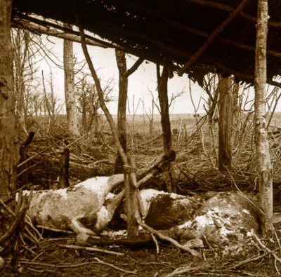 Mrtví koně, Verdun, severní Francie, c1914-c1918 od Unbekannt