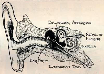 Delicate Mechanism of the Ear, c1934 od Unbekannt