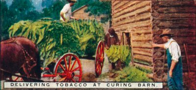Doručování tabáku v Curing Barn, 1926 od Unbekannt