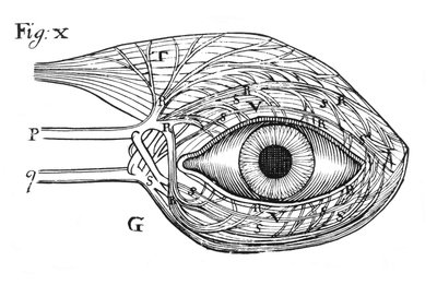 Descartova myšlenka hydraulického působení nervů, 1692 od Unbekannt