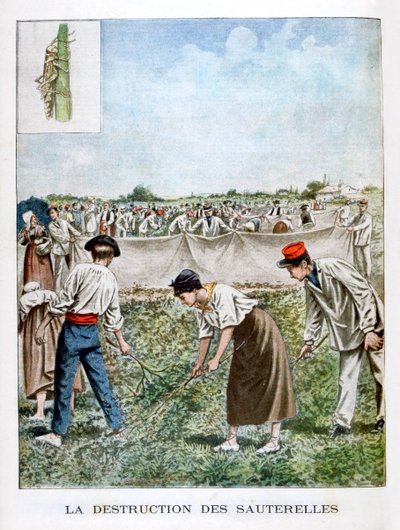 Zničení kobylky, 1901 od Unbekannt