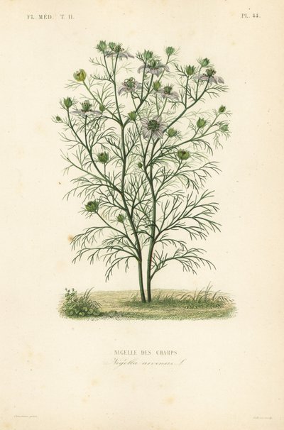 Ďábel v keři nebo láska v mlze, Nigella arvensis, Nigelle des champs od Unbekannt