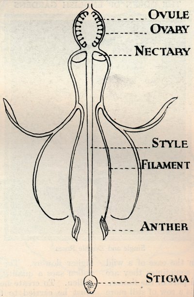 Schéma květu fuchsie, ukazující mechanismus používaný k produkci semen, c1934 od Unbekannt