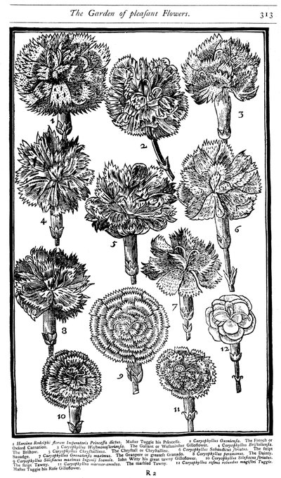 Dianthus Karafiáty a Růže, 1629 od Unbekannt