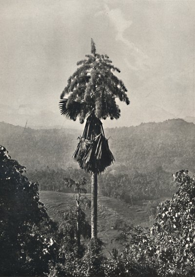 Talipot Palm Corypha umbraculifera v květu, 1926 od Unbekannt