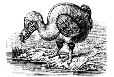 Dodo, 1884 od Unbekannt