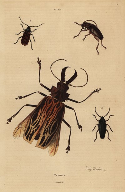 Dorysthenes paradoxus 1, Macrodontia cervicornis zranitelná 2, Elateropsis lineatus 3 a Prionus versicolor 4 od Unbekannt