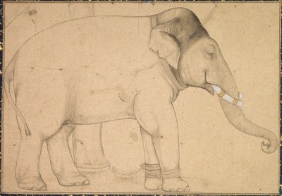 Kresba slona, c. 1700. od Unbekannt