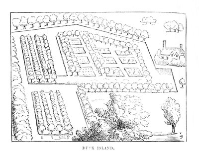Duck Island, c1870 od Unbekannt