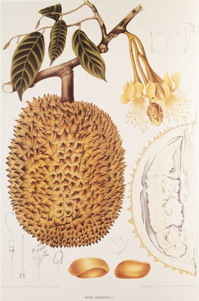Durio zibethinus/Durian/durion od Unbekannt