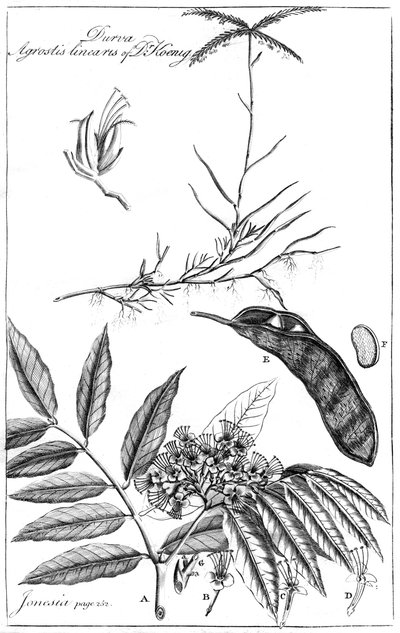 Durva Agrostis Linearis doktora Koeniga, 1799 od Unbekannt