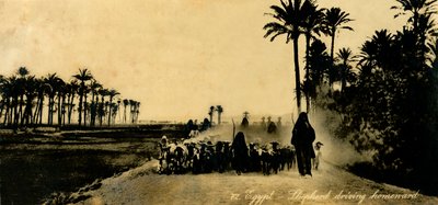 Egypt - ovčák jedoucí domů, c1918-c1939. od Unbekannt