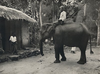 Slon na cestě poblíž Kandy, 1926 od Unbekannt