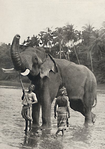 Elefant in der Mahavaliganga, 1926 od Unbekannt