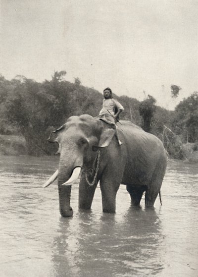 Slon s Kornakem In der Mahavaliganga, 1926 od Unbekannt