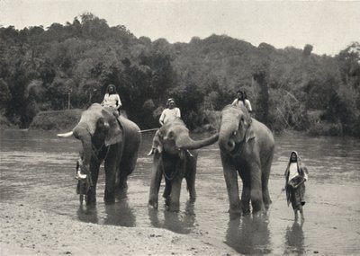 Koupání slonů v Mahaaliganga, 1926 od Unbekannt