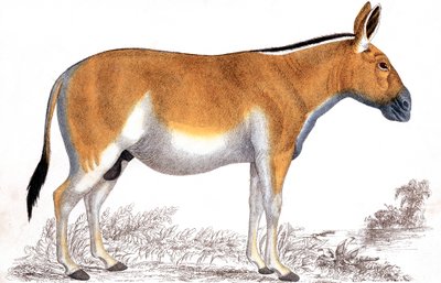 Rytina Quagga, c1860 od Unbekannt
