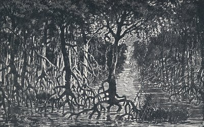 Rovníkový africký les, 1924 od Unbekannt