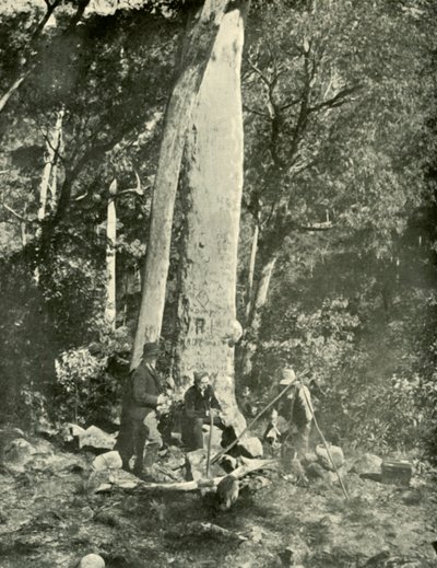 Eurobin Falls, Buffalo Mountains, 1901. od Unbekannt