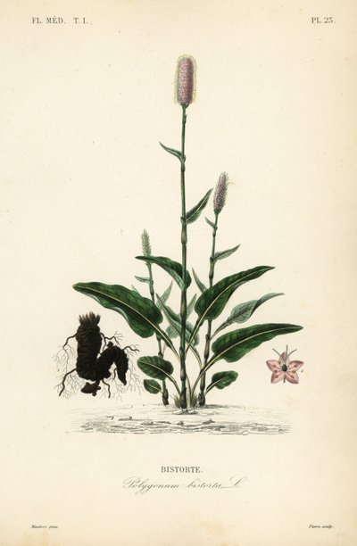 Bistort evropský nebo hadí kořen, Persicaria bistorta, Polygonum bistorta, Bistorte od Unbekannt