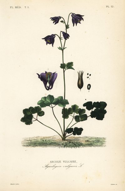 Evropská kolumbína, Aquilegia vulgaris, Ancolie vulgaire od Unbekannt