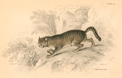 Evropská divoká kočka Felis silvestris, 1828 od Unbekannt