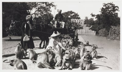 Evropanka krmící tlupu opic, Indie, c 1910 od Unbekannt