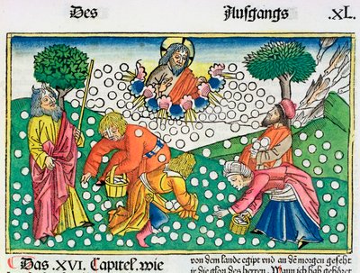 Exodus 16:13-22: Bůh poskytuje Izraelitům křepelky a mannu od Unbekannt