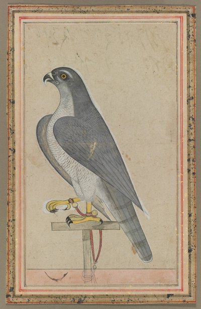 Falcon, c. 1770. od Unbekannt