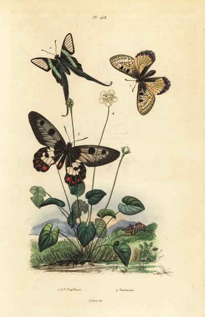 Apollo falešné, Archon apollinus 1, dráč bílý, Lamproptera curius 2 a vlaštovičník jasnokřídlý, Cressida cressida 3, parnasová tráva, Parnassia palustris od Unbekannt