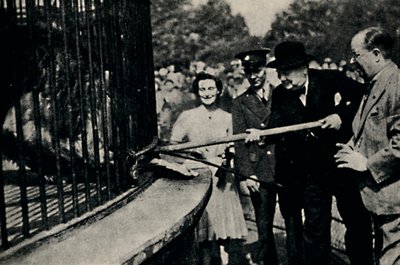 Feeding Rota, The Pinner Lion, 40. léta, 1945. od Unbekannt